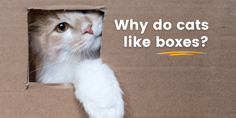 Why Do Cats Like Boxes?