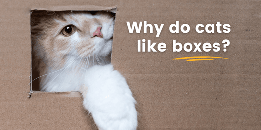 Why Do Cats Like Boxes?