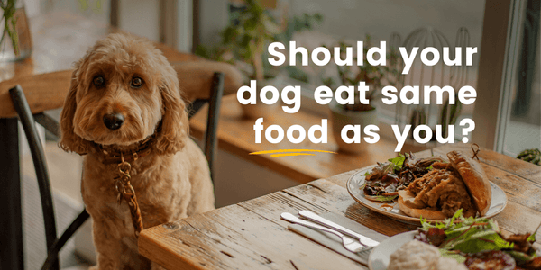 Should your dog eat the same food as you?