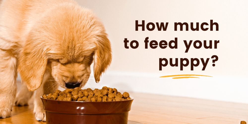 What to sales feed your puppy