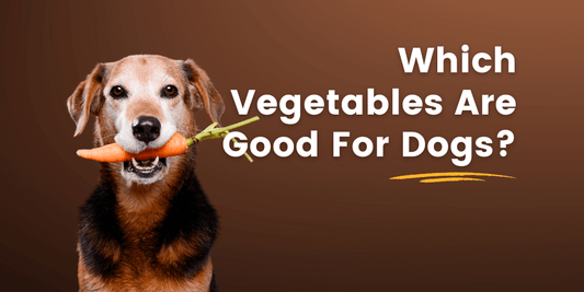 Which Vegetables Are Good For Dogs?