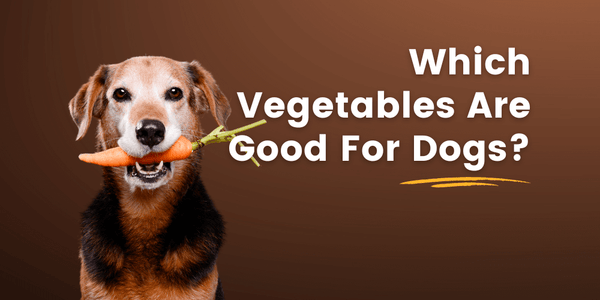 Which Vegetables Are Good For Dogs?