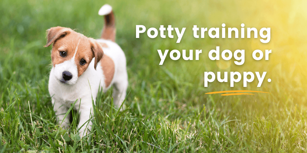 Things to consider when potty training your dog or puppy.