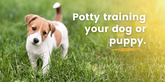 Things to consider when potty training your dog or puppy.