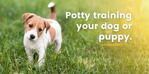 Things to consider when potty training your dog or puppy.