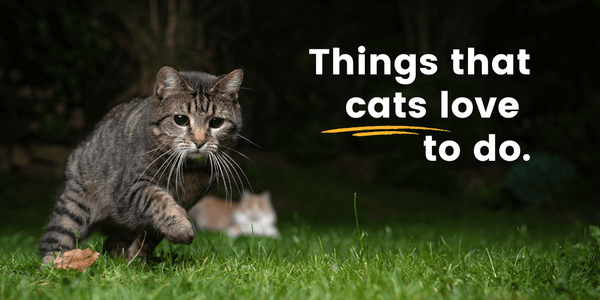 Things that cats love to do.