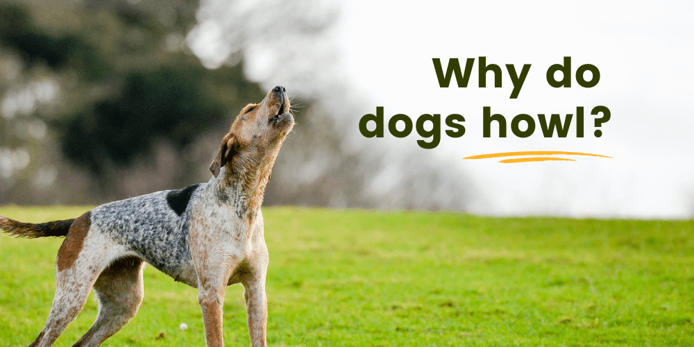 Why Do Dogs Howl?