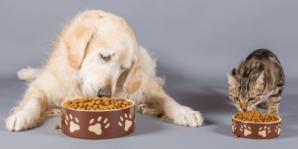 Your pet's nutrition. Things you should know.