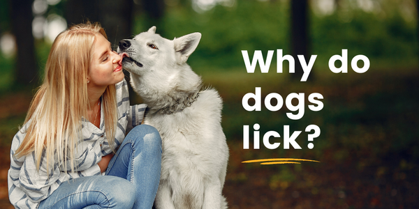 WHY DO DOGS LICK?