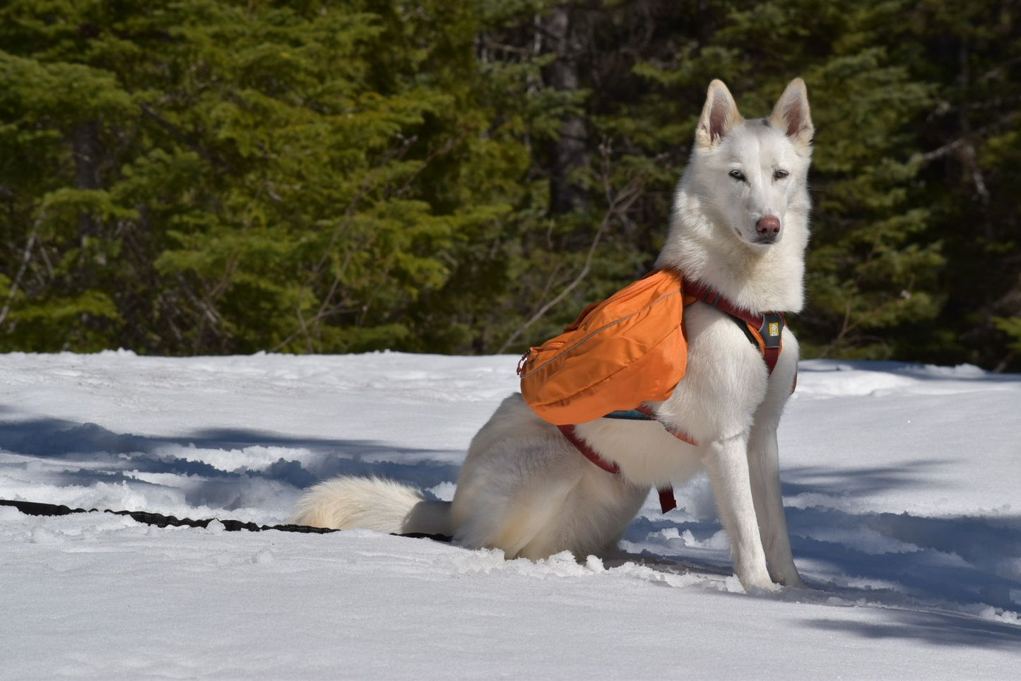 Ruffwear - Approach Pack for dogs -  Campfire Orange