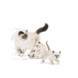 Royal Canin - Mother & Baby Cat - Dry Cat food