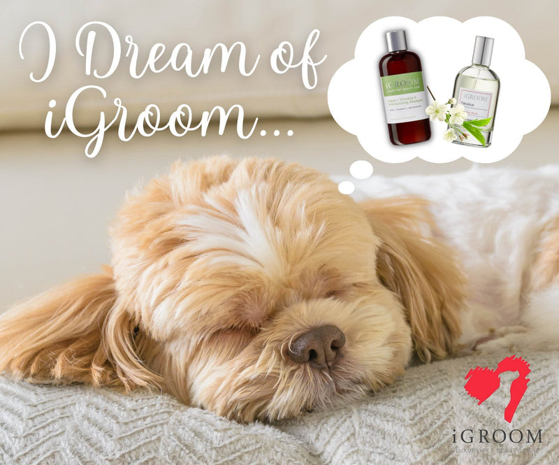 iGroom - Argan + Vitamin E Moisturizing pet shampoo