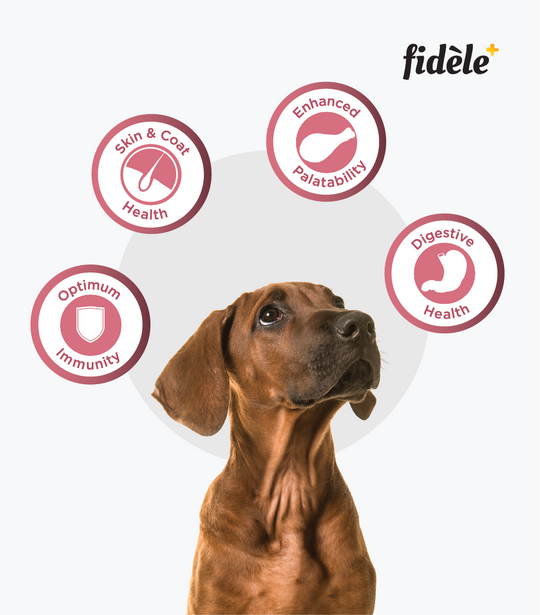 Fidele+ - Small & Medium Breed Puppies - Dry Dog Food
