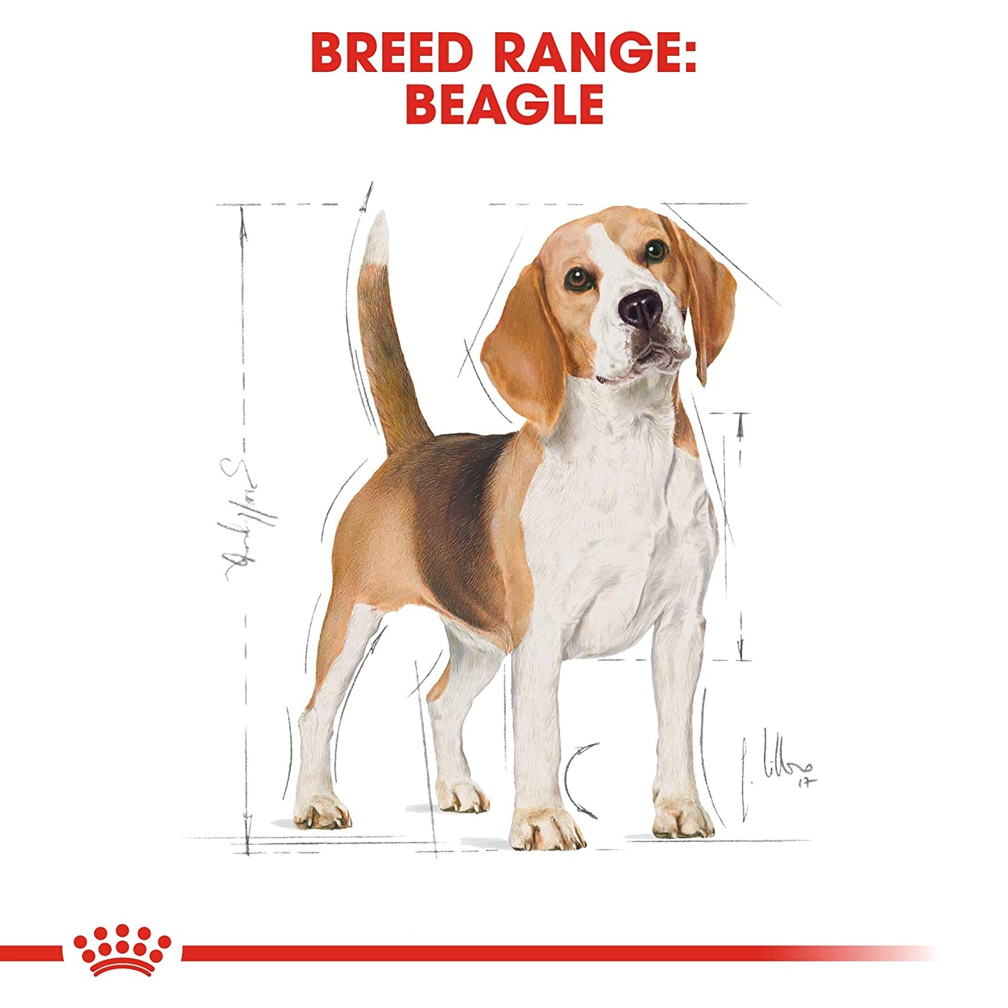 Royal Canin - Beagle Adult - Dry Dog Food