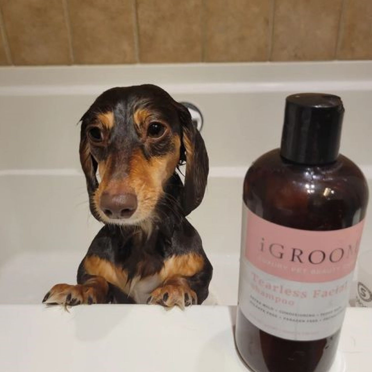 iGroom Tearless Facial Pet Shampoo bottle with a dog