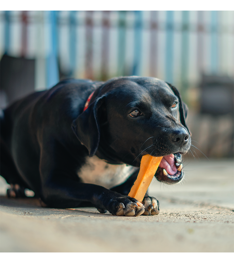 Dogsee - Turmeric Medium Bars: Long-Lasting Dental Chews for Medium Dogs, 140gm