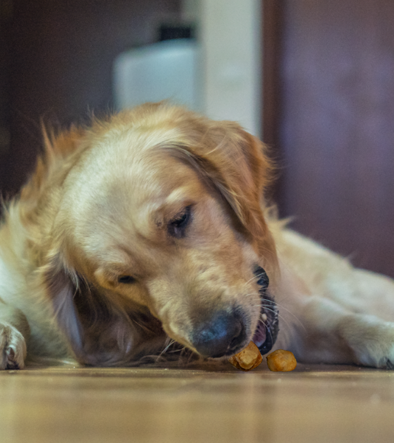 Coconut Mini Pops : Mini bite-sized Dog Training Treats