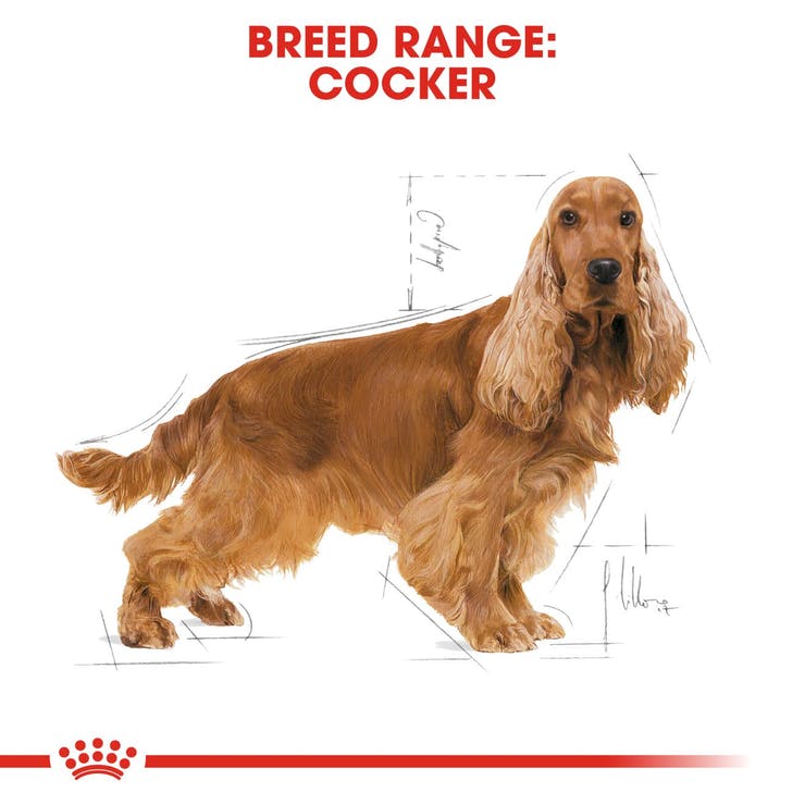 Royal Canin - Cocker Adult - Dry Dog Food