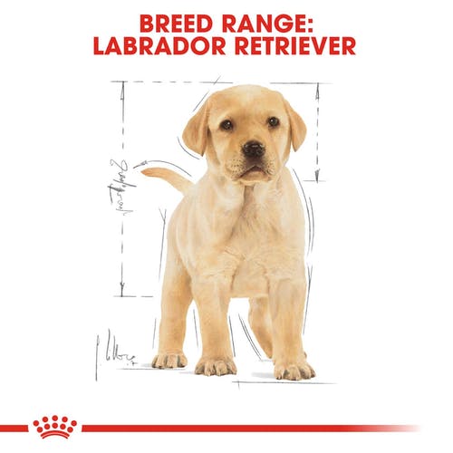 Royal Canin - Labrador Retriever Puppy - Dry Dog Food
