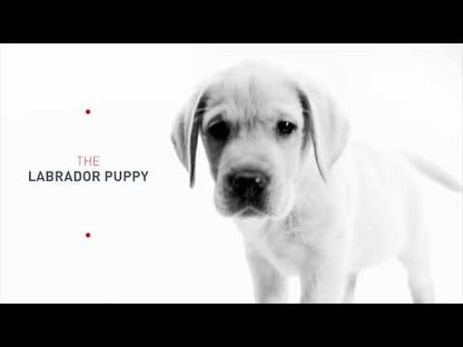 Royal Canin - Labrador Retriever Puppy - Dry Dog Food