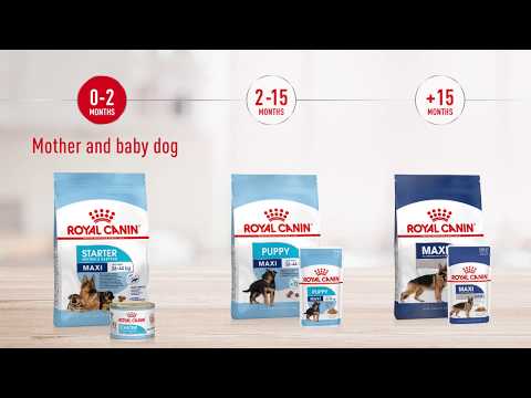 Royal Canin Maxi Adult Dry Dog Food video