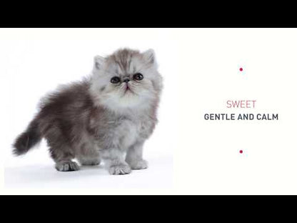 Royal Canin - Persian Kitten