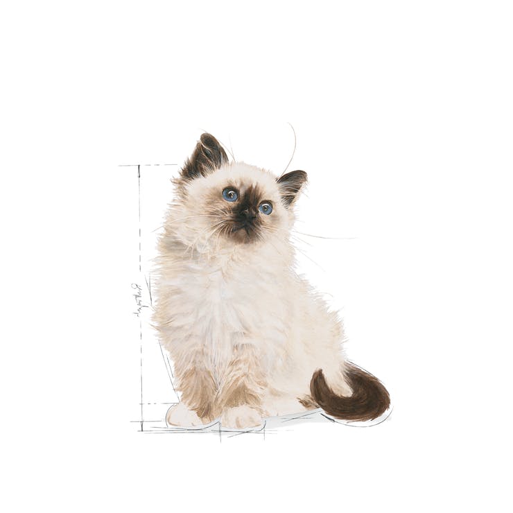 Royal Canin - Kitten - Wet Food - 85gm X 12