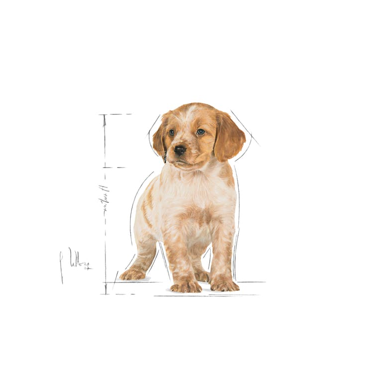 Royal Canin - Wet Dog Food - Medium Puppy - 140g X 10 Pouches