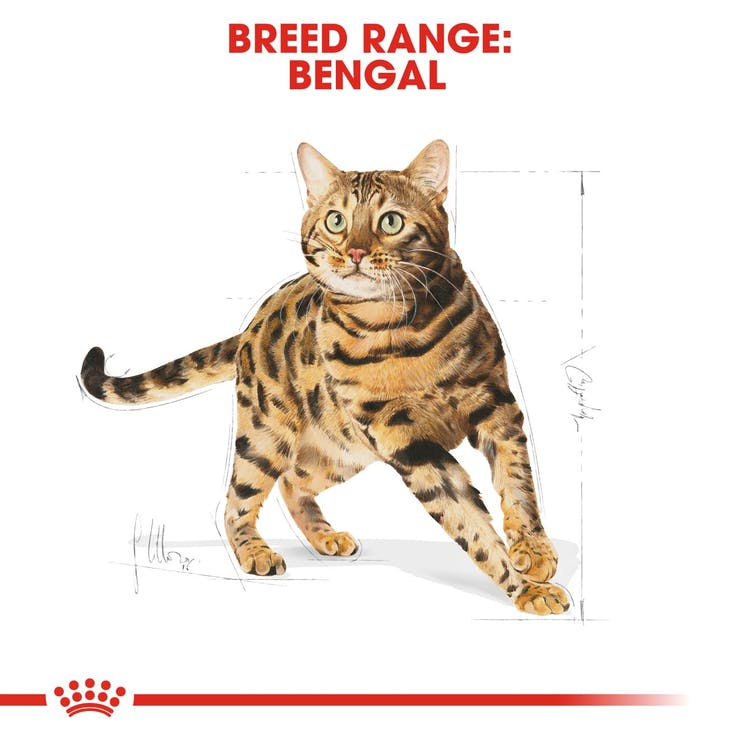 Royal Canin - Bengal Adult -  Dry Cat Food